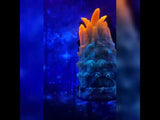 Grand Wyrm - Ready to Ship colour video - product media 2